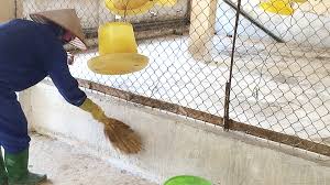 Chủ động phòng, chống dịch bệnh cho vật nuôi trong mùa mưa bão