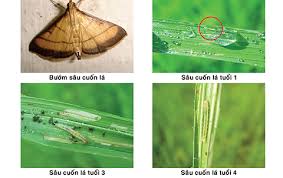 Văn bản về phòng trừ sâu cuốn lá nhỏ trên lúa Mùa