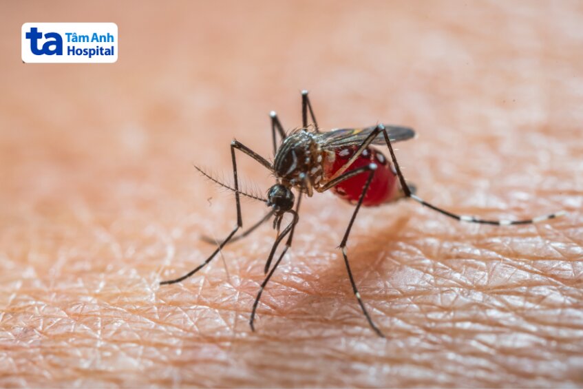KHUYẾN CÁO PHÒNG CHỐNG BỆNH CHIKUNGUNYA